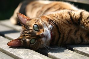 A Bengal cat, known for its elegant striped coat and piercing green eyes, lounges on a sunlit wooden surface. This captivating image underscores the luxurious traits that spark curiosity about Why Are Bengal Cats So Expensive?, linking their unique beauty and exclusivity to their high value.