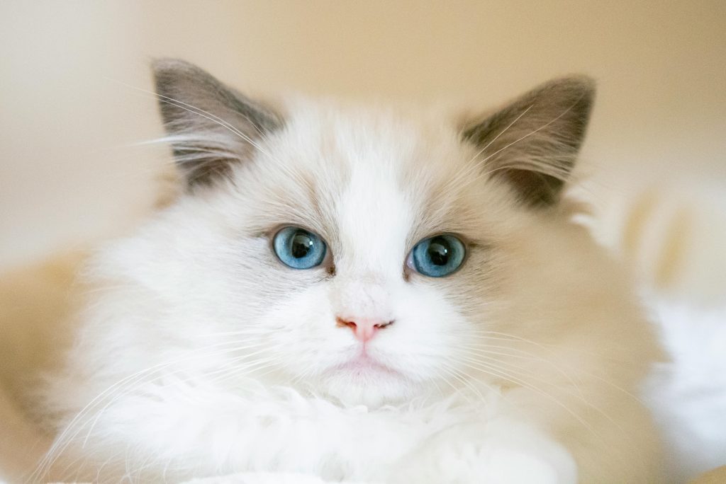 Ragdoll cat with striking blue eyes, illustrating the breed’s unique feature. Why Do Ragdoll Cats Have Blue Eyes? And Do All of Them? This photo highlights the distinct eye color often associated with Ragdoll cats, aiding curious viewers and enhancing accessibility and search visibility.