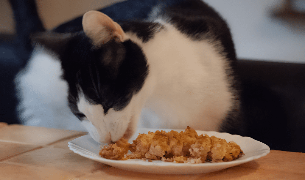 Black and white cat eating Homemade Cat Food Salmon and Scrambled Egg Boost from a white plate on a wooden table. The meal features nutritious ingredients like salmon and scrambled eggs, tailored for cats needing high-energy, homemade options. Perfect for pet owners focused on improving their feline's weight and health with a balanced, protein-packed diet.