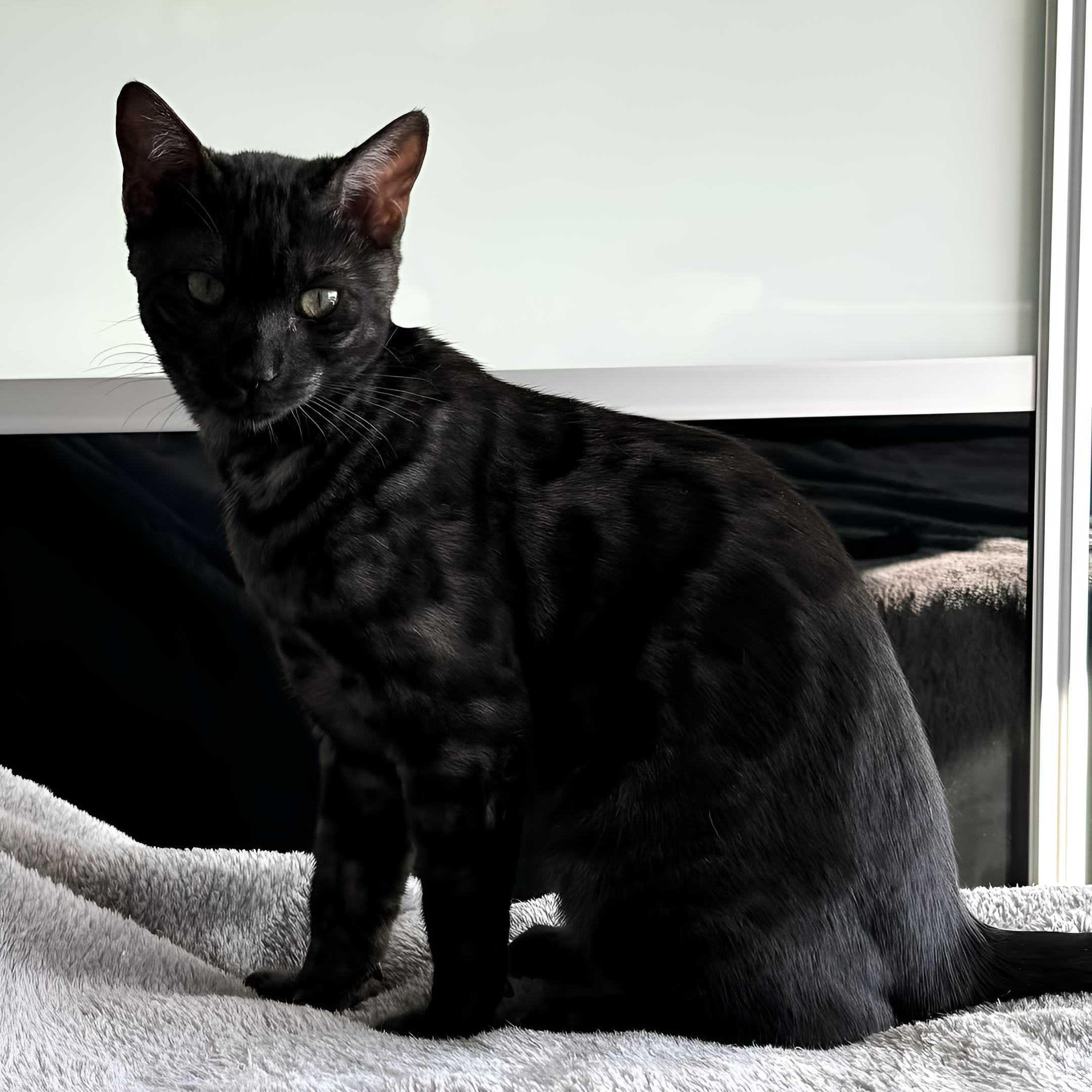 Black (Melanistic) Bengal Cat sitting on a light-colored blanket, displaying its sleek, dark fur with subtle patterns. Its piercing eyes and attentive posture contrast beautifully against a neutral background, emphasizing its rare melanistic traits. This striking feline embodies the elegance and mystery of Black Bengal Cats.