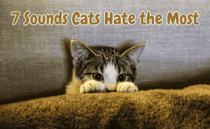 A curious cat peeks over a blanket with wide eyes, accompanied by the text '7 Sounds Cats Hate the Most.' This image highlights the topic 'What Sounds Do Cats Hate,' making it relevant for cat owners seeking to understand and avoid noises that may distress their pets.