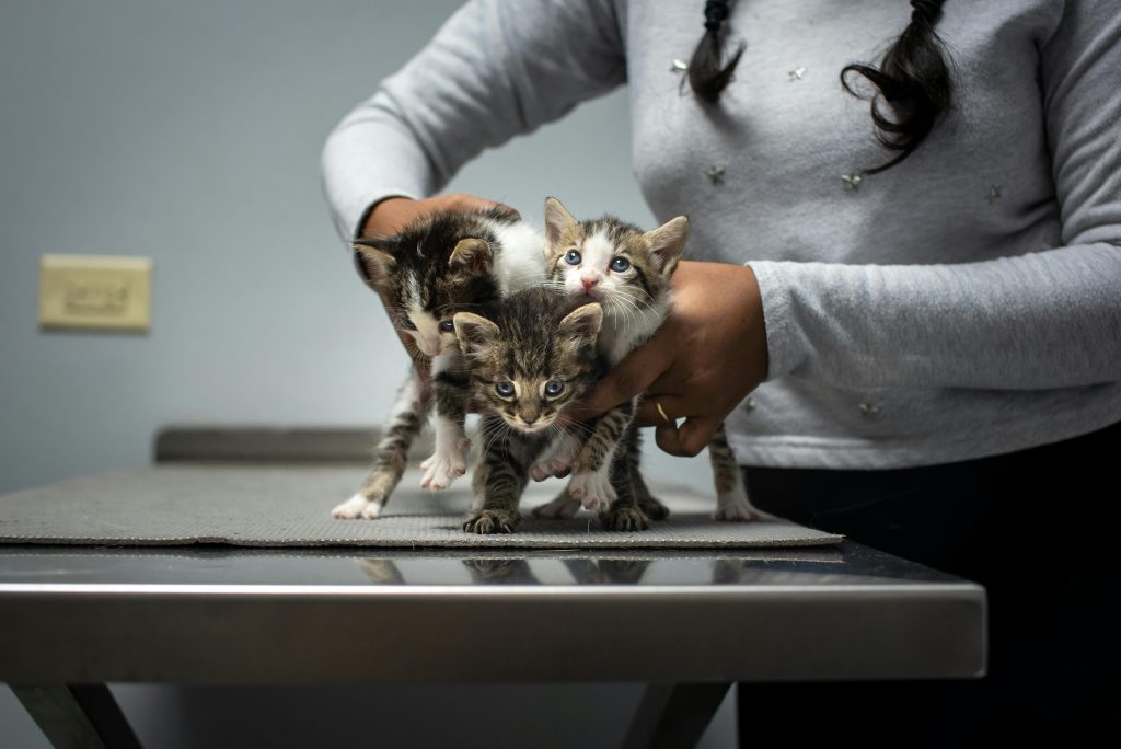 A person in a gray sweater gently holds three tiny kittens on a veterinary exam table, highlighting care and compassion for young pets. Keywords are seamlessly included to enhance accessibility, relevance, and SEO optimization for animal health and kitten care imagery.