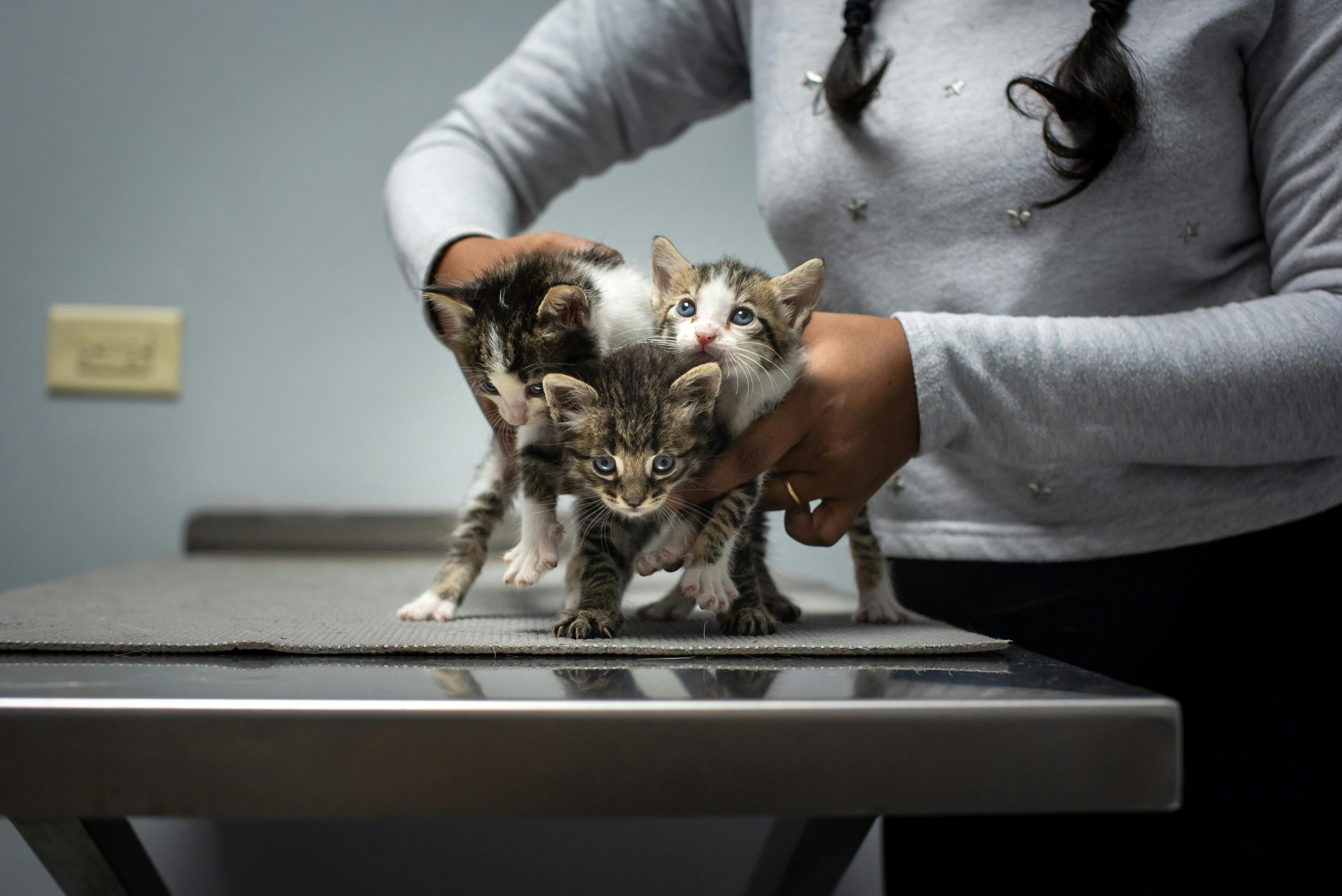 A person in a gray sweater gently holds three tiny kittens on a veterinary exam table, highlighting care and compassion for young pets. Keywords are seamlessly included to enhance accessibility, relevance, and SEO optimization for animal health and kitten care imagery.
