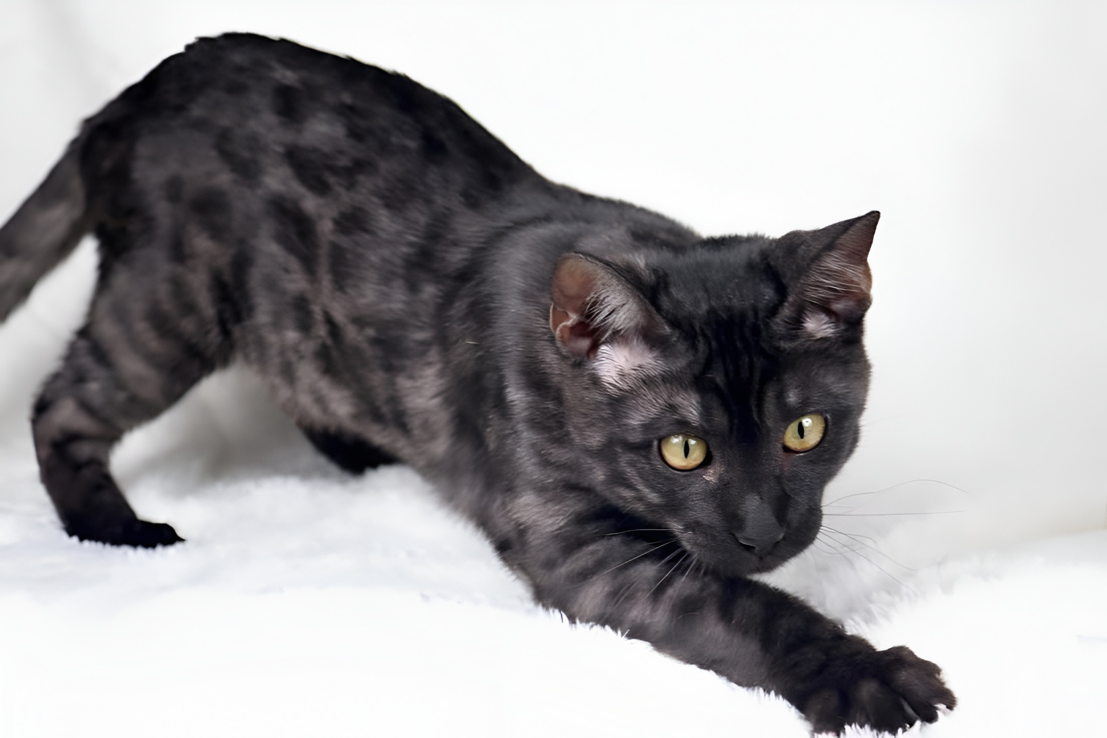 Black Bengal Cat (Melanistic) stretching forward on a white fluffy surface, showcasing its sleek, shiny coat and intense yellow eyes. The elongated posture and vivid contrast highlight the breed’s exotic elegance and alert expression.