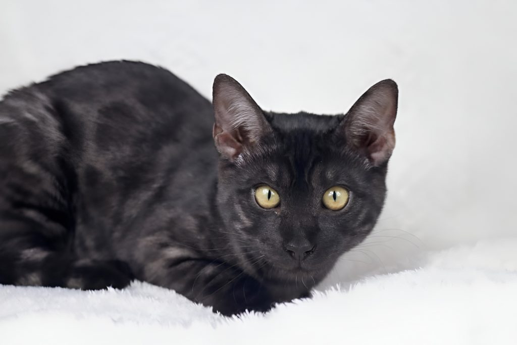 Black Bengal Cat (Melanistic) with sleek, subtly striped fur and vivid yellow eyes, resting on a white fluffy surface. The stark contrast enhances the cat’s exotic features and intense gaze.