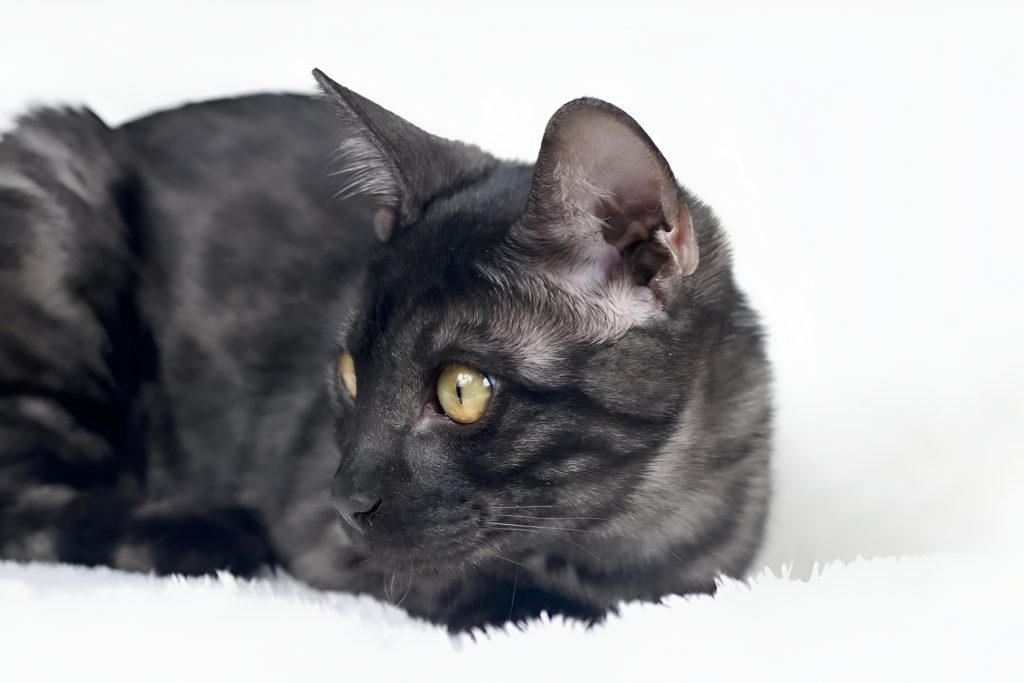 Close-up of a Black Bengal Cat (Melanistic) with striking yellow eyes, lying alert on a white blanket. Its marbled black and grey coat contrasts vividly with the bright background, highlighting the breed’s exotic features.