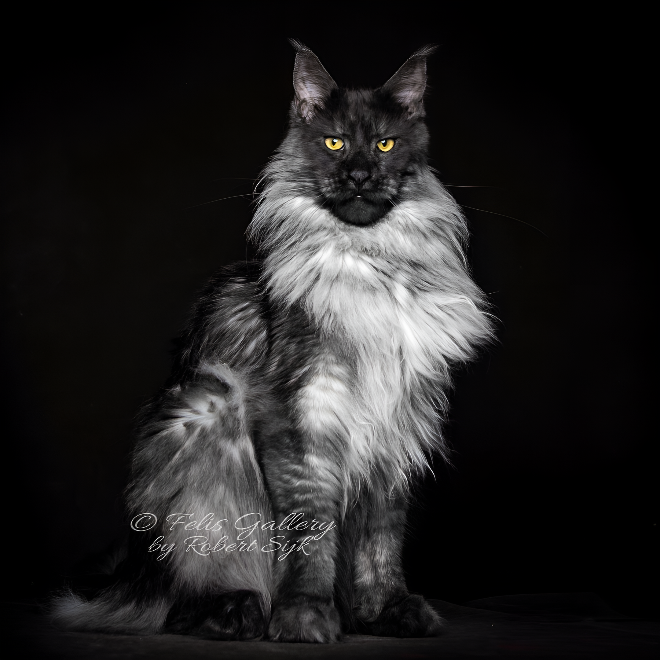 A majestic Black Smoke Maine Coon with piercing yellow eyes sits against a dark backdrop. Its long, luxurious fur transitions from deep charcoal to silver, highlighting the breed’s striking coloration. Capturing the Maine Coon’s signature tufted ears and regal posture, this Felis Gallery image by Robert Sijka showcases the elegance of the Black Smoke Maine Coon.