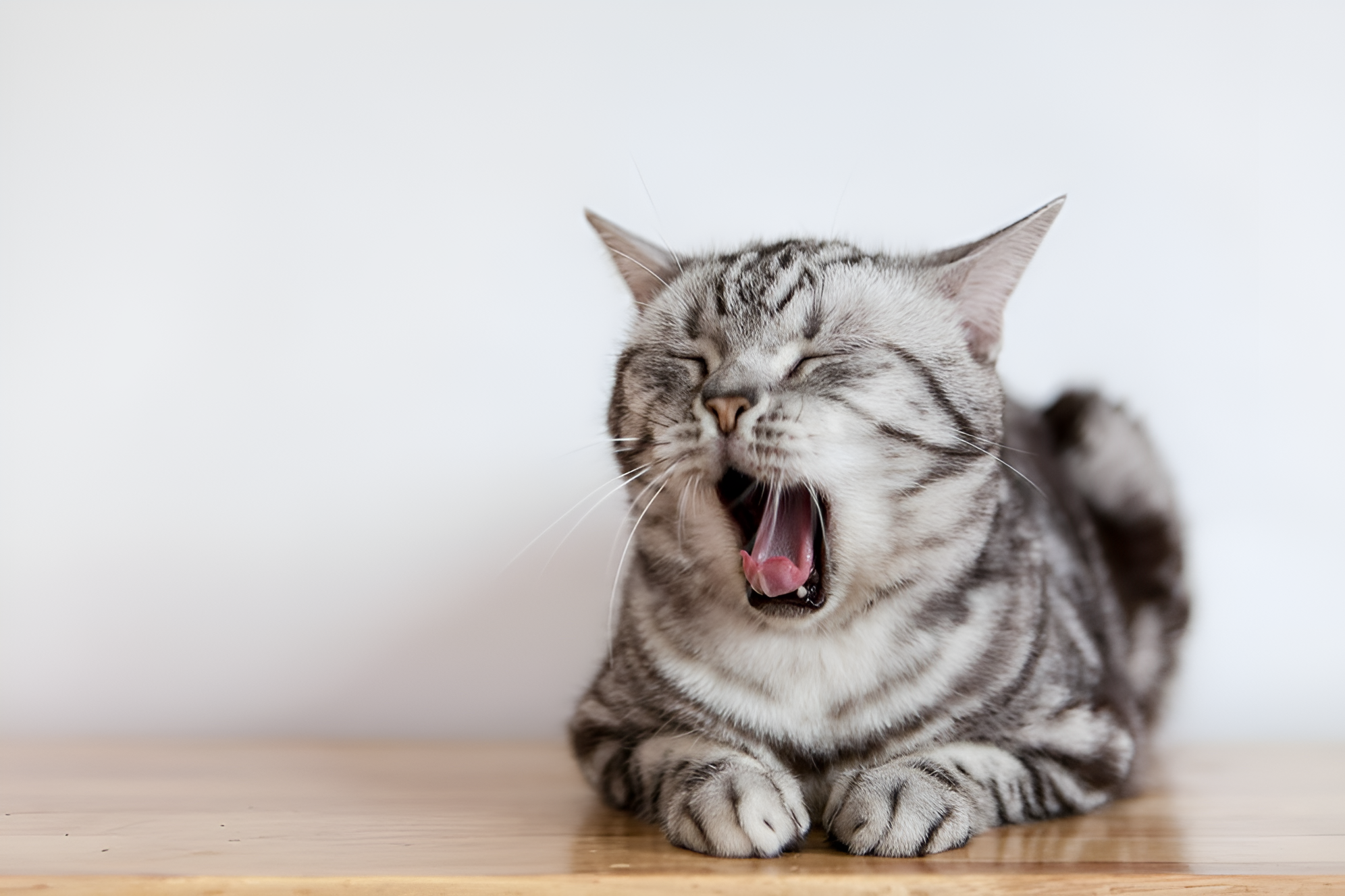A grey tabby cat with black stripes lies on a wooden surface, yawning with its mouth wide open. This posture might resemble coughing, making it ideal for illustrating "Why Is My Cat Coughing." The cat's closed eyes and visible tongue enhance the visual narrative