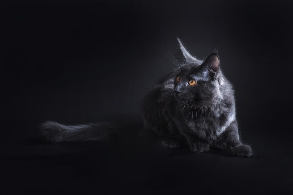 "A majestic Blue Smoke Maine Coon cat with striking orange eyes gazes intensely in a dramatic setting. Its long, fluffy tail and luxurious smoky-gray fur contrast beautifully against a dark background, highlighting the breed's signature features. This Blue Smoke Maine Coon cat exudes elegance and mystery, making it a captivating representation of this rare feline variety.