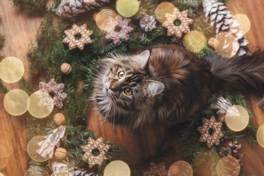 A Tortie Maine Coon Cat with a fluffy coat sits on a wooden floor amid festive decorations, including pinecones, walnuts, and star-shaped cookies. The cat gazes upward with bright, attentive eyes, creating a cozy holiday atmosphere that highlights its distinctive tortoiseshell pattern and majestic fur.