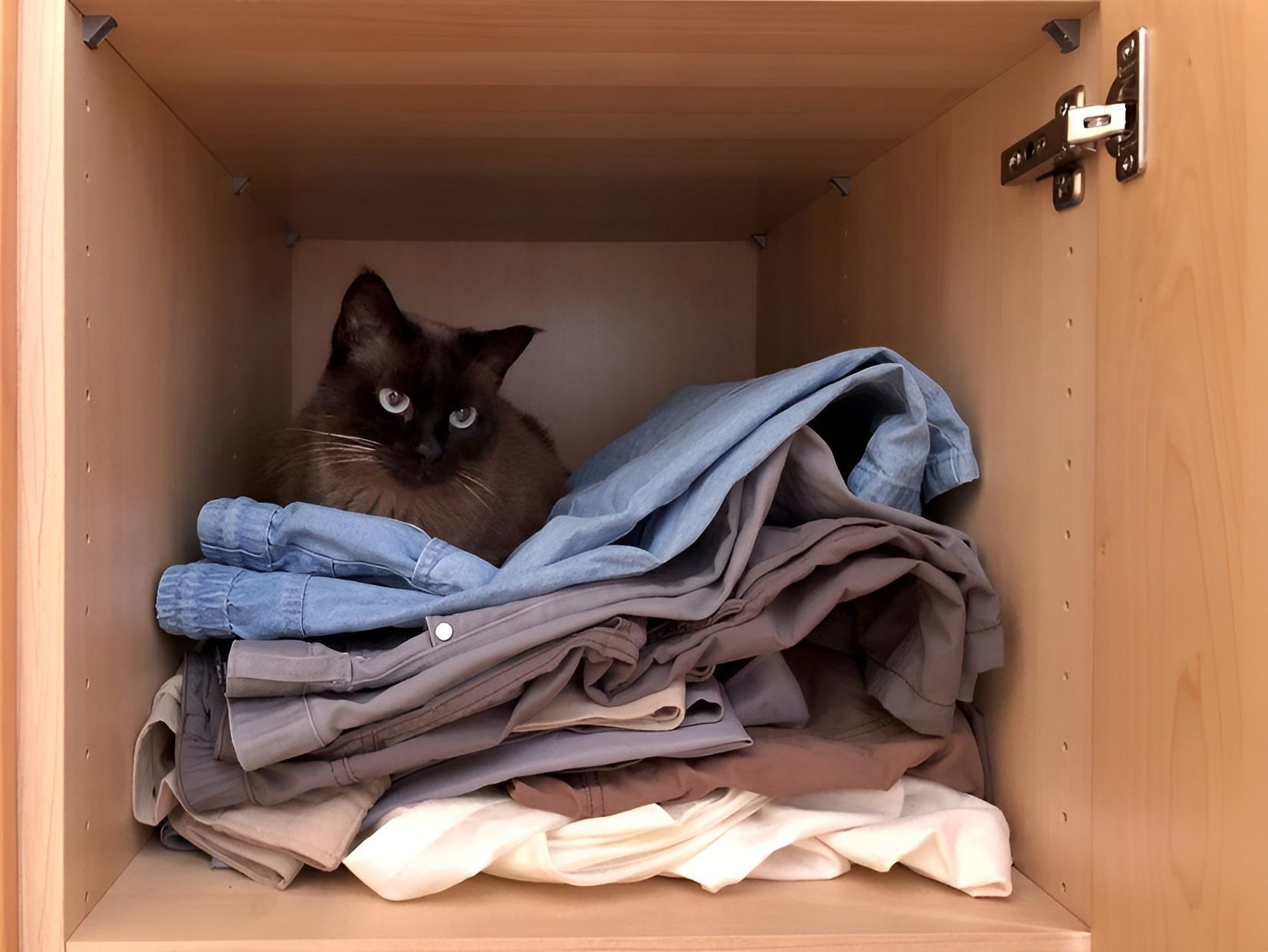 A dark brown cat with striking blue eyes sits on a pile of folded clothes inside a wooden cabinet. This scenario illustrates potential reasons "Why Your Cat Is Peeing on Clothes," highlighting the cat's proximity to clothing and behavioral cues commonly faced by cat owners.