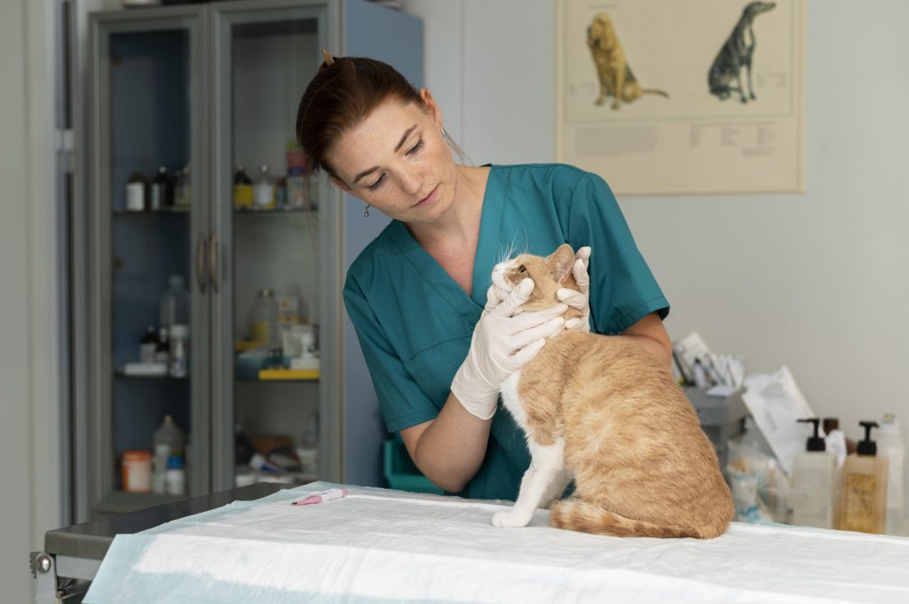 A veterinarian in a teal uniform examines an orange and white cat in a clinic, illustrating what to expect after deworming a cat. Medical supplies and a dog poster in the background highlight the professional setting where post-deworming care occurs.