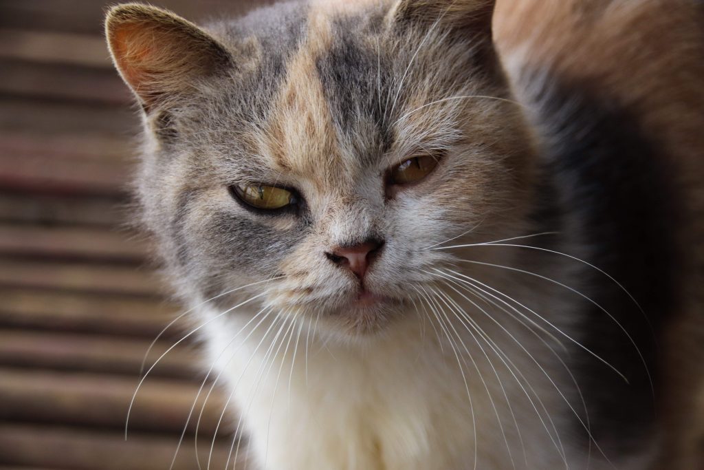 A close-up of a cat showing visible symptoms of cat eye infections, including swelling and partial closure of the left eye. Discoloration around the affected area suggests irritation or discharge, common signs of feline eye infections. This image helps identify early symptoms of cat eye infections for timely veterinary care.
