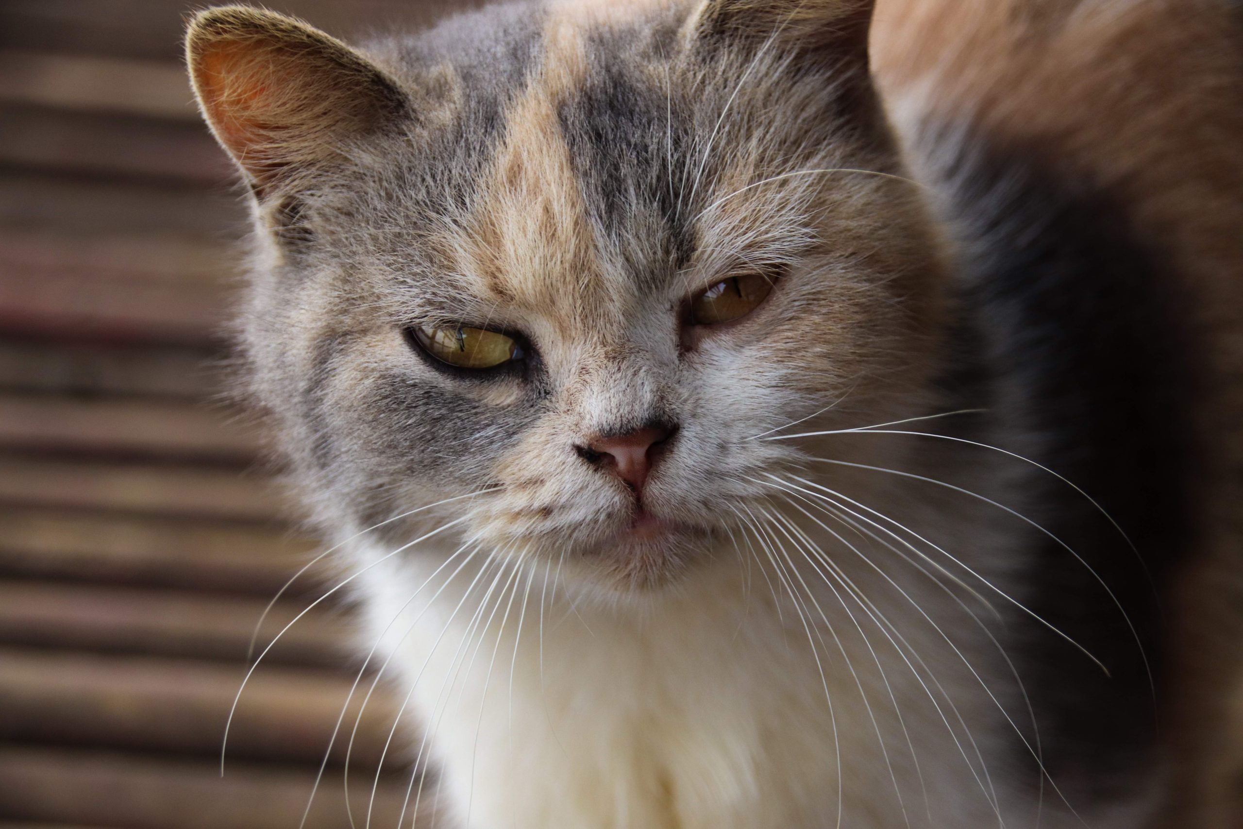 A close-up of a cat showing visible symptoms of cat eye infections, including swelling and partial closure of the left eye. Discoloration around the affected area suggests irritation or discharge, common signs of feline eye infections. This image helps identify early symptoms of cat eye infections for timely veterinary care.