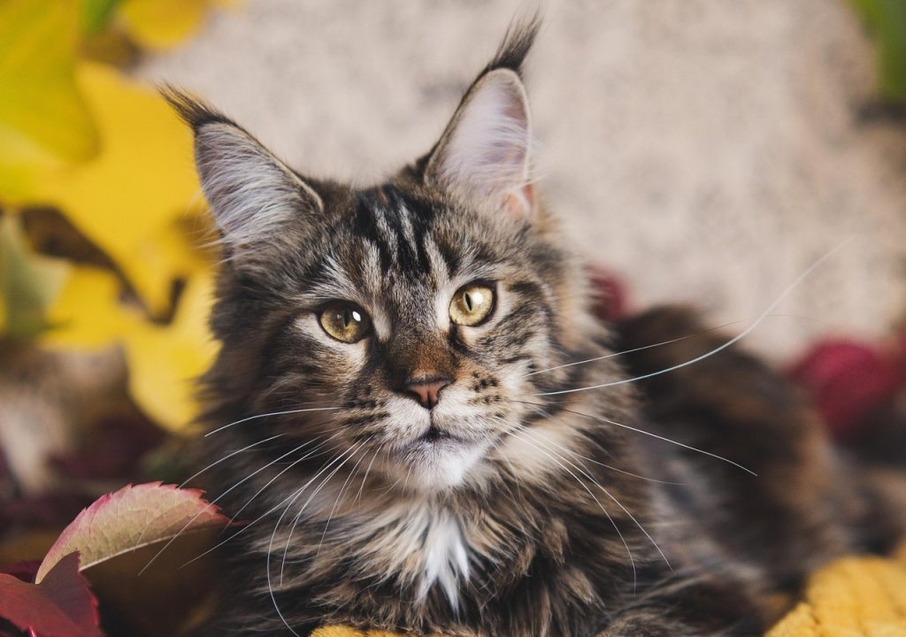 A stunning Tortie Maine Coon Cat with yellow eyes and long whiskers sits among vibrant autumn leaves. Its fluffy coat features rich tortoiseshell markings, highlighting the breed’s distinctive fur patterns. The seasonal backdrop enhances the cat’s regal appearance, making it a perfect visual for feline enthusiasts and pet lovers.