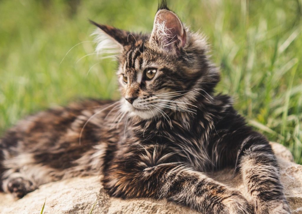 A majestic Tortie Maine Coon Cat lounges on a rock, displaying its fluffy, multi-colored coat. Its tufted ears and relaxed posture highlight the breed’s distinctive features in an outdoor grassy setting, capturing the cat’s natural beauty.