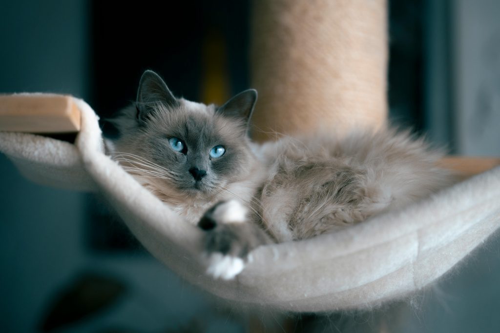 Mink Ragdoll Cat with striking blue eyes lounging on a beige hammock attached to a cat tree. Its fluffy, light-colored fur complements the cozy setting, creating a serene atmosphere. The blurred background enhances focus on the cat’s relaxed posture and captivating gaze.