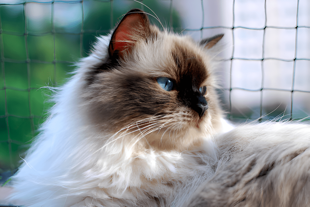 Mitted Ragdoll Cat resting with its striking blue eyes and fluffy coat, lying against a backdrop of a netted fence and blurred greenery. This close-up showcases the breed’s elegance, emphasizing the detailed fur and captivating gaze that define the Mitted Ragdoll Cat.