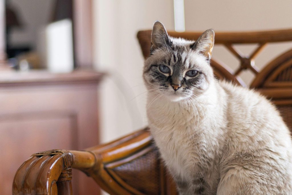 A Lynx Point Ragdoll cat with striking blue eyes sits gracefully on a wooden chair. Its cream and gray fur features distinctive lynx-like markings, enhancing its elegant appearance. The cozy wooden furniture in the background complements the cat’s serene demeanor, making this Lynx Point Ragdoll an ideal representation of the breed’s beauty.