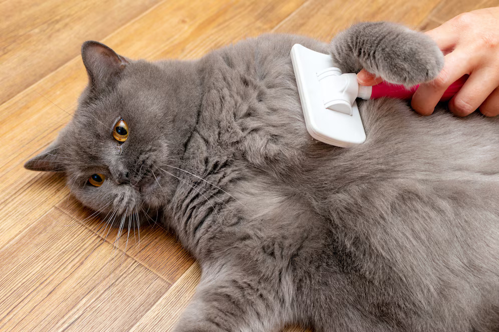A gray cat rests on a wooden floor while being groomed with a white brush. The grooming process highlights potential causes of coughing, like fur ingestion or allergens, answering "Why Is My Cat Coughing." The visible loose fur and gentle brushing emphasize preventative care