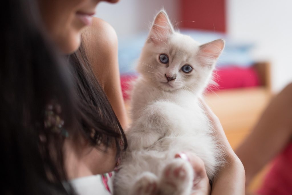 Are Ragdoll Kitten Hypoallergenic? This adorable image captures a fluffy white Ragdoll kitten with striking blue eyes, gently held by a person. Ideal for exploring the hypoallergenic traits of Ragdoll kittens, this photo highlights their soft fur and innocent charm, sparking discussions about their suitability for allergy sufferers.