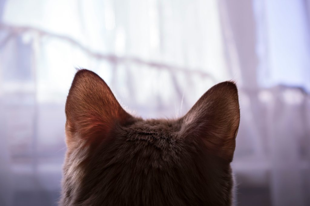 A serene cat gazes out a softly lit window, its ears alert to distant noises. This peaceful moment highlights feline sensitivity, sparking curiosity about What Sounds Do Cats Hate and how they react to everyday household noises, making the image relevant for pet owners seeking insights into cat behavior and sound preferences.