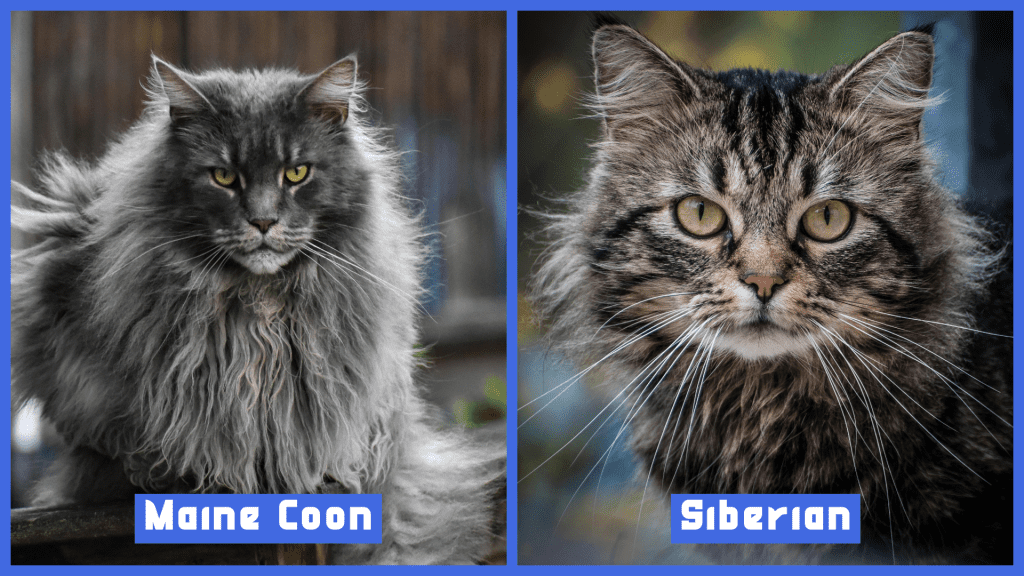 Maine Coon vs. Siberian Cat – A side-by-side comparison featuring a Maine Coon with long, thick fur and a serious expression alongside a Siberian Cat with a striped coat and a curious look. Both cats have striking yellow eyes, highlighting their distinct appearances.
