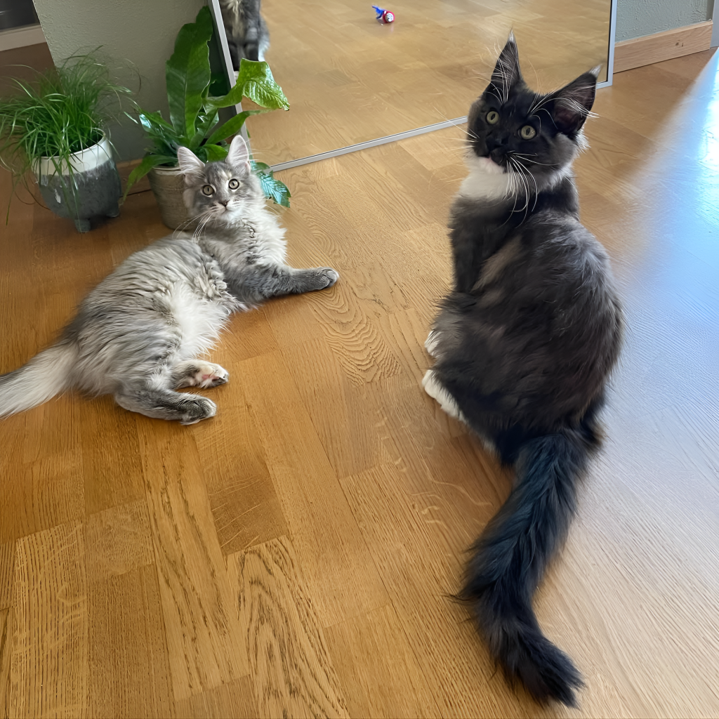 Comparison of a Male vs. Female Maine Coon Cat—male with dark fur and white markings sits upright, while the female, lighter grey in color, lies beside him on a wooden floor. A mirror and plants appear in the background, emphasizing differences in posture, size, and coat tone typical in the Male vs. Female Maine Coon Cat distinction.