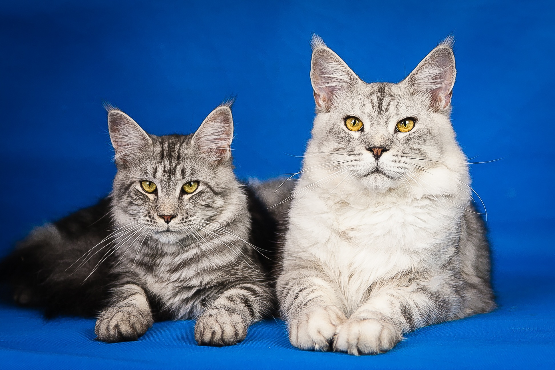 Male vs. Female Maine Coon Cat comparison: A male Maine Coon with a lighter coat and distinct markings rests beside a female Maine Coon with a darker, more uniform coat on a blue background. This image highlights the differences in fur pattern, coloration, and build between male and female Maine Coon cats.