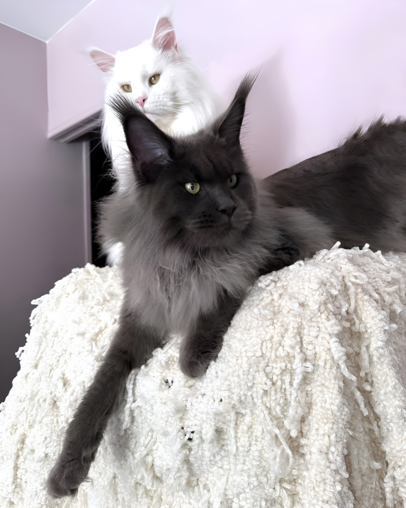 Close-up of a dark gray Maine Coon cat with long fur and tufted ears, lounging confidently on a white blanket. The alert expression and regal posture provide a visual cue for distinguishing Male vs. Female Maine Coon Cat characteristics, such as build, facial structure, and coat texture, enhancing understanding through this breed-specific comparison.