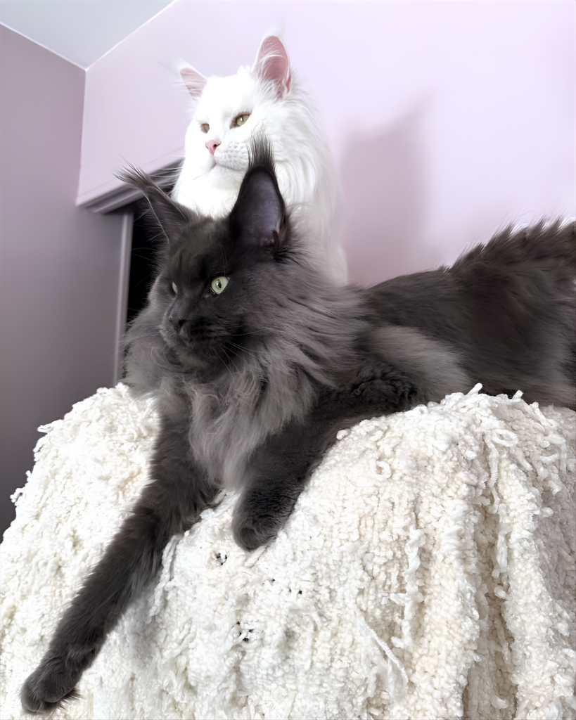 Close-up of a Male vs. Female Maine Coon Cat—black long-haired male with green eyes lounging in front, and white female with amber eyes resting behind on a white textured blanket—showcasing contrasting coat colors, size, and facial features typical in the Male vs. Female Maine Coon Cat comparison.