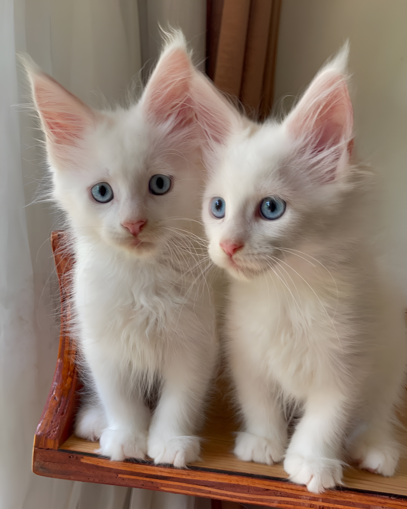 Two fluffy white kittens—part of a Male vs. Female Maine Coon Cat comparison—sit side by side on a wooden shelf. Both have blue eyes and tufted ears, highlighting the breed’s signature traits while subtly suggesting the similarities and subtle distinctions often observed when comparing a Male vs. Female Maine Coon Cat.