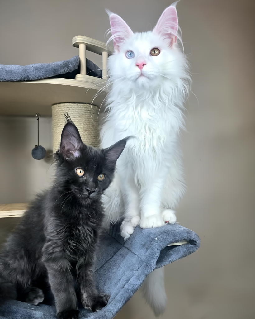 Side-by-side image of a black male and white female Maine Coon cat perched on a cat tree—showcasing typical differences in coat texture, ear shape, and size in a Male vs. Female Maine Coon Cat comparison, with the male appearing sleeker and more muscular, and the female displaying a fluffier coat and delicate features.