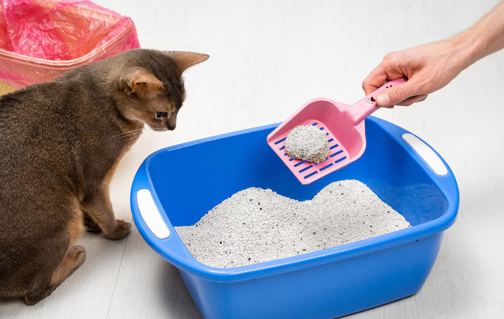 A person cleaning a blue cat litter box with a pink scoop while a cat watches attentively. This visual highlights a potential solution to "Why Your Cat Is Peeing on Clothes," emphasizing the importance of maintaining a clean litter box to prevent inappropriate urination.