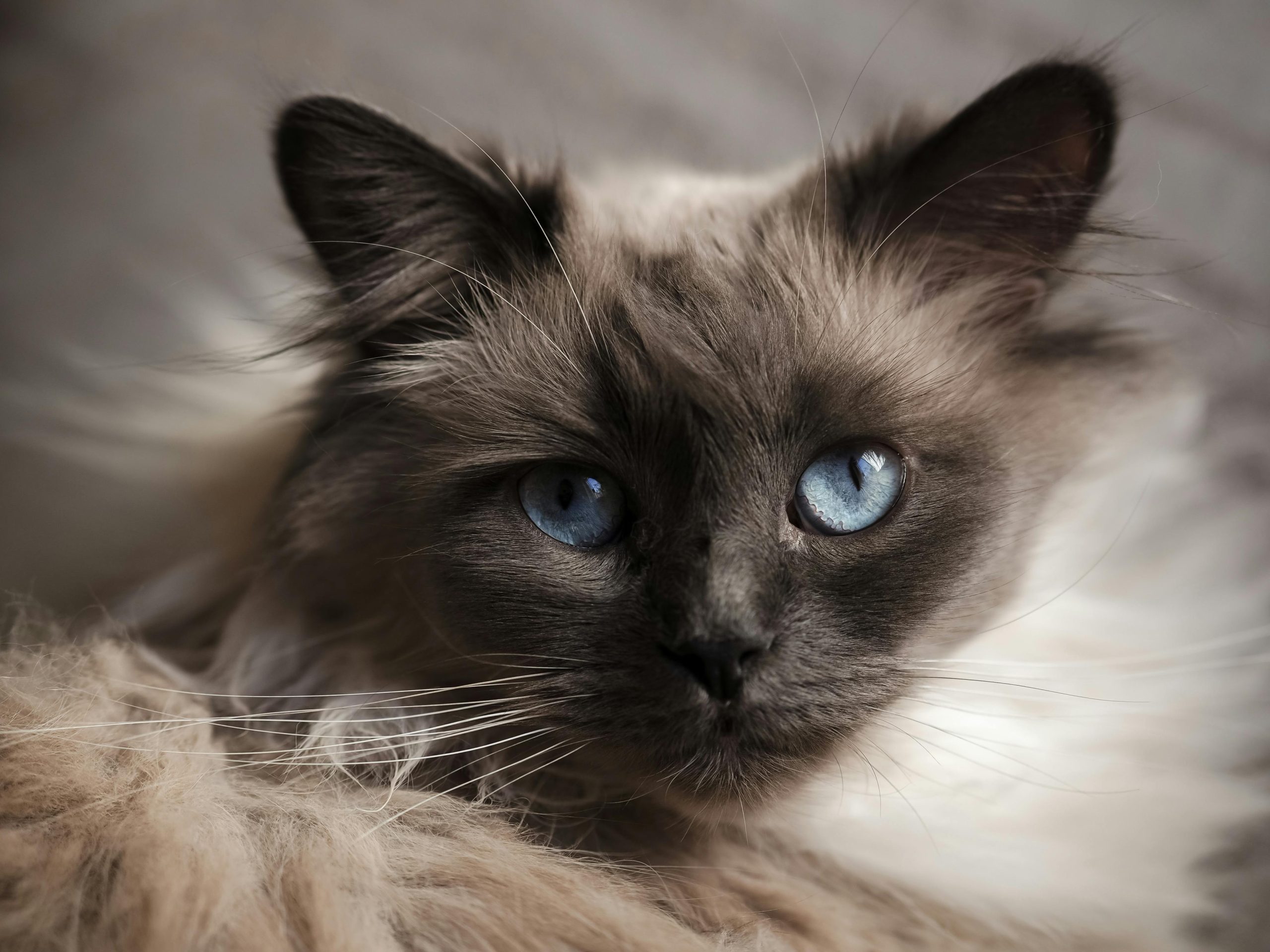 Are Birman Cats Hypoallergenic? A close-up of a Birman cat with striking blue eyes and a luxurious cream and brown coat, highlighting its beauty and raising questions about allergy suitability. Ideal for discussions on hypoallergenic traits, feline allergies, and pet compatibility for sensitive individuals.