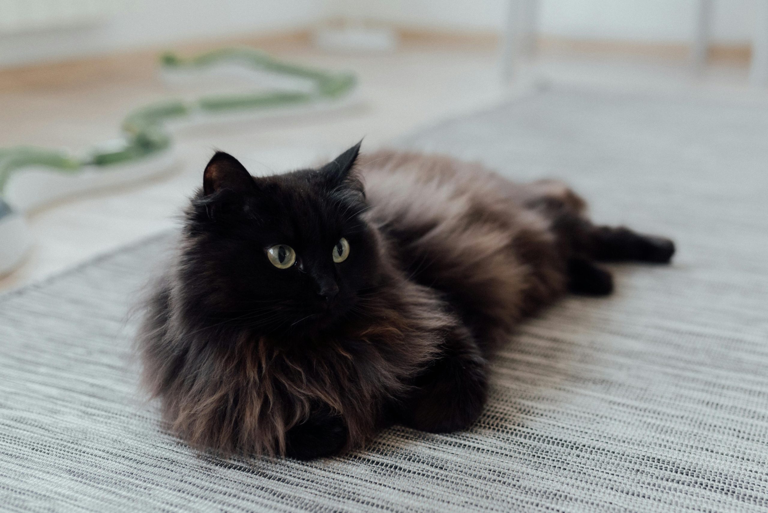 A Black Ragdoll Cat with luxurious, long fur and striking green eyes lies comfortably on a light grey rug. The cat's relaxed posture contrasts with a playful green snake-like toy visible in the background, adding character to the scene. Perfectly blending elegance with charm, this Black Ragdoll Cat embodies tranquility and grace