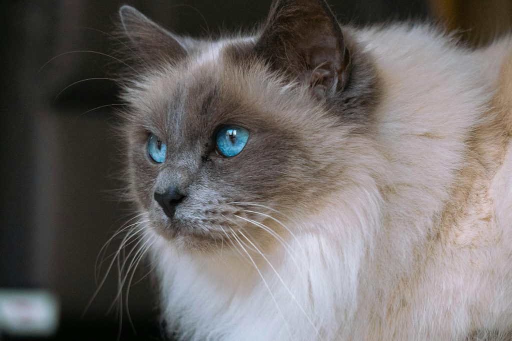 Are Ragdoll Cat Hypoallergenic? This close-up showcases a Ragdoll cat's striking blue eyes and fluffy white-gray fur, prompting discussions about their hypoallergenic qualities. The cat's serene appearance and soft coat make them popular, but it raises questions about allergy-friendliness, ideal for content exploring the allergen levels of Ragdoll cats.
