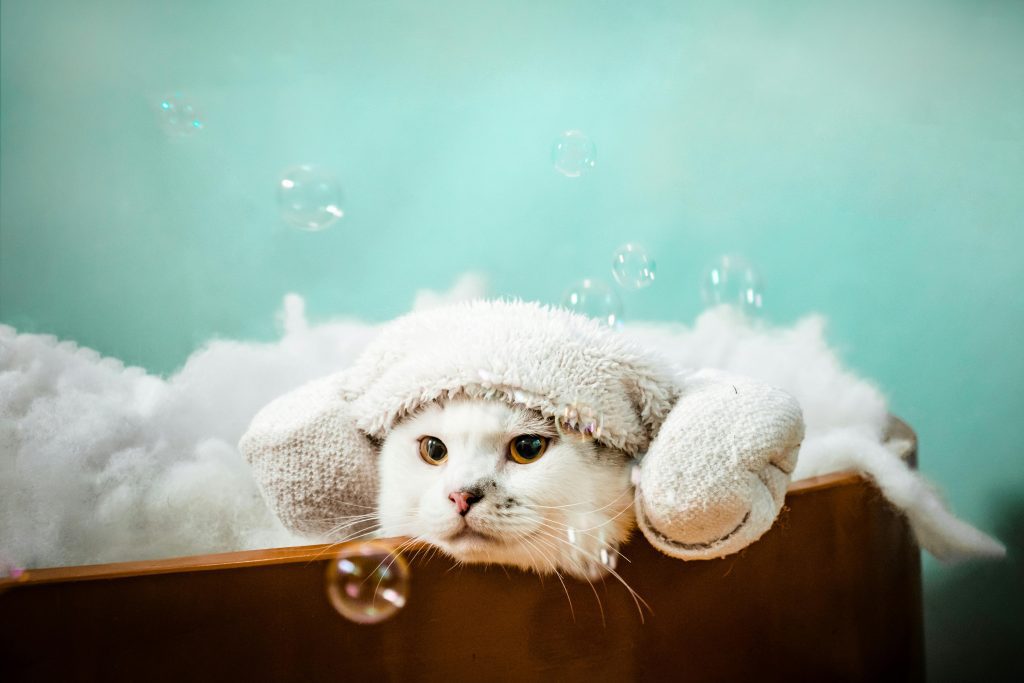 "A white cat with a towel on its head sits in a foam-filled wooden tub, surrounded by floating bubbles, illustrating care guidance on How Long After Flea Treatment Can I Bathe My Cat, emphasizing proper timing for post-treatment bathing to ensure effectiveness and cat comfort.