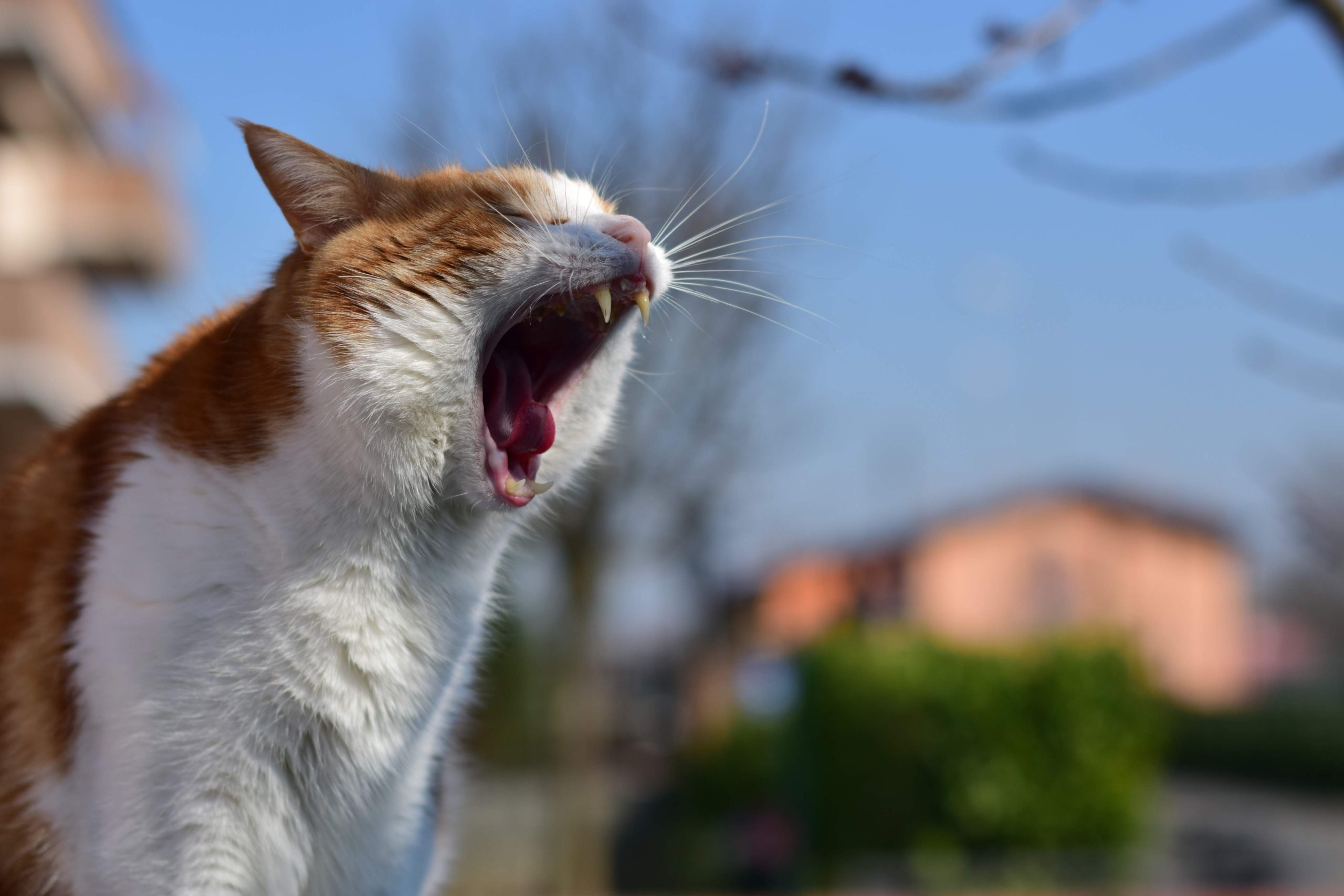 An orange and white cat yawns widely, exposing its teeth and tongue. The close-up highlights its mouth, relevant to the query 'Why Does My Cats Breath Smell Like Fish?' The blurred background features greenery and a building, enhancing focus on the cat.