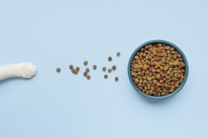 A white cat's paw reaches toward scattered kibble next to a full bowl of dry cat food on a light blue background, visually representing the topic 'Why Do Vets Not Like Grain-Free Cat Food.' This highlights veterinary concerns about grain-free diets, emphasizing dietary choices and potential health implications for cats.