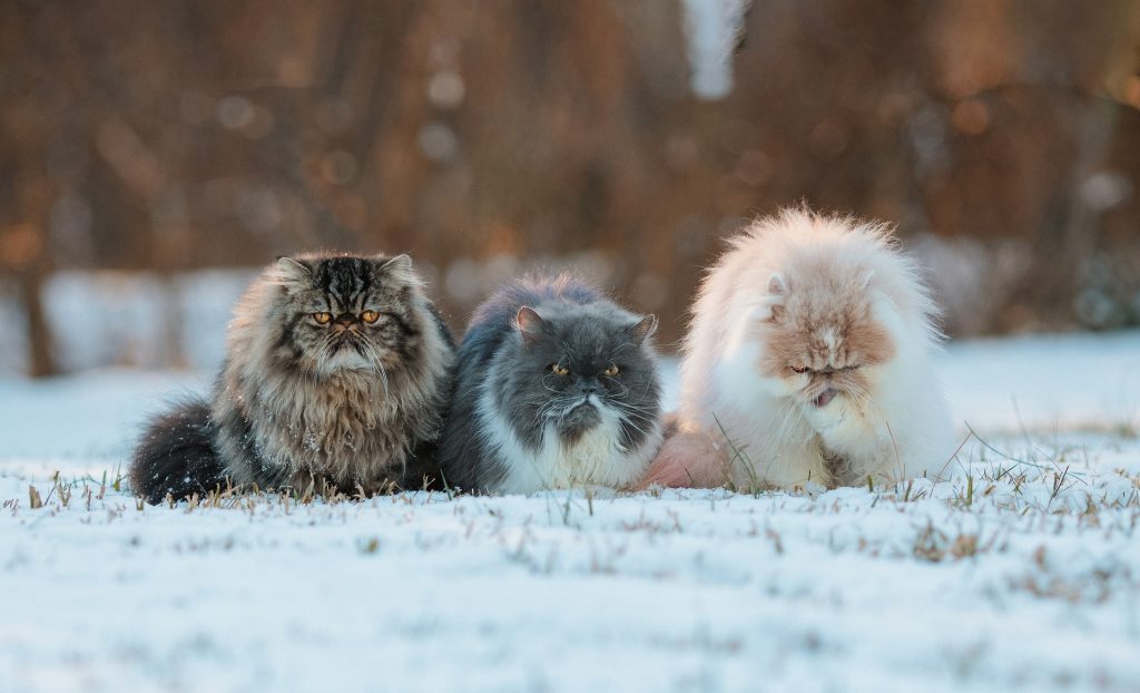 10 Disadvantages of Persian Cats: Three Persian cats sit on snow-covered grass, their thick fur making them prone to matting and cold sensitivity. This breed requires frequent grooming and extra care in colder climates, highlighting key challenges in Persian cat ownership.