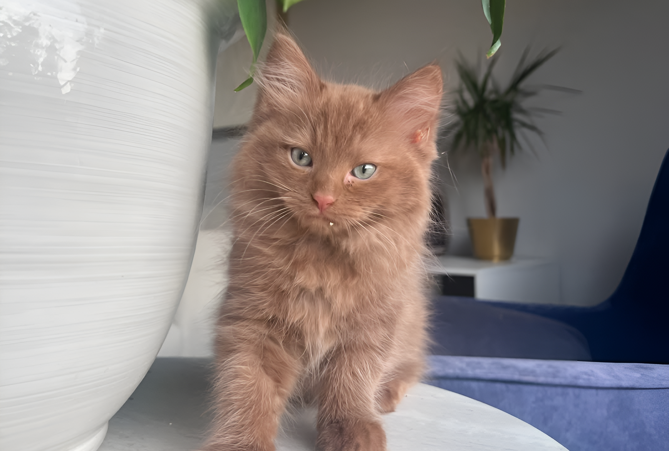 A stunning Cinnamon Ragdoll Cat with luxurious fluffy fur and striking green eyes stands gracefully on a white surface beside a large pot. The warm cinnamon tones of its coat contrast beautifully with the elegant indoor setting, featuring a gold plant pot and a blue chair. This rare Ragdoll variation exemplifies the breed’s charm and distinctive coloration.