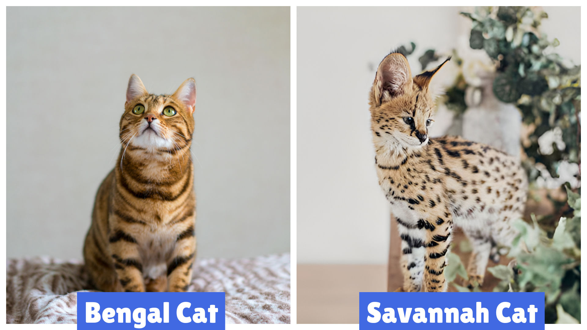Savannah Cat vs. Bengal Cat – A side-by-side comparison showcasing the distinctive features of these exotic breeds. The Bengal Cat (left) displays a golden-brown coat with dark rosettes, while the Savannah Cat (right) has a lighter coat with bold black spots and large ears, highlighting their unique appearances