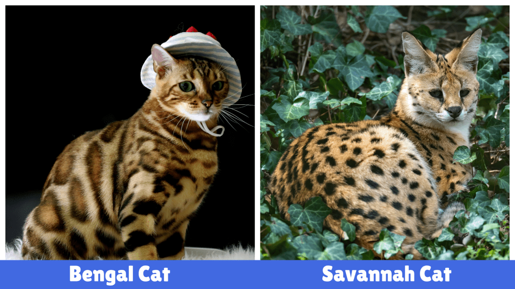 Savannah Cat vs. Bengal Cat – A striking comparison of these exotic breeds. The Bengal Cat on the left features a golden-brown coat with dark stripes, while the Savannah Cat on the right showcases a spotted coat and large ears. This visual highlights their distinct physical differences, aiding in breed identification.