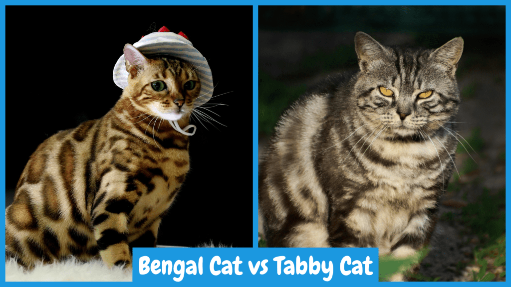 Bengal Cat vs Tabby Cat: Showcasing a Bengal cat with a spotted coat wearing a small hat beside a Tabby cat with a striped coat outdoors, this image contrasts their distinct patterns and environments, offering insight into the unique characteristics of these two feline breeds.