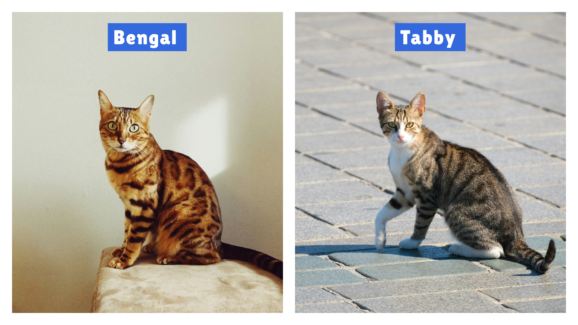 Bengal vs Tabby Cat comparison—Bengal sits indoors with bold rosette markings on golden coat; Tabby stands outdoors with gray-black striped fur. Highlights breed differences in pattern, setting, and posture.