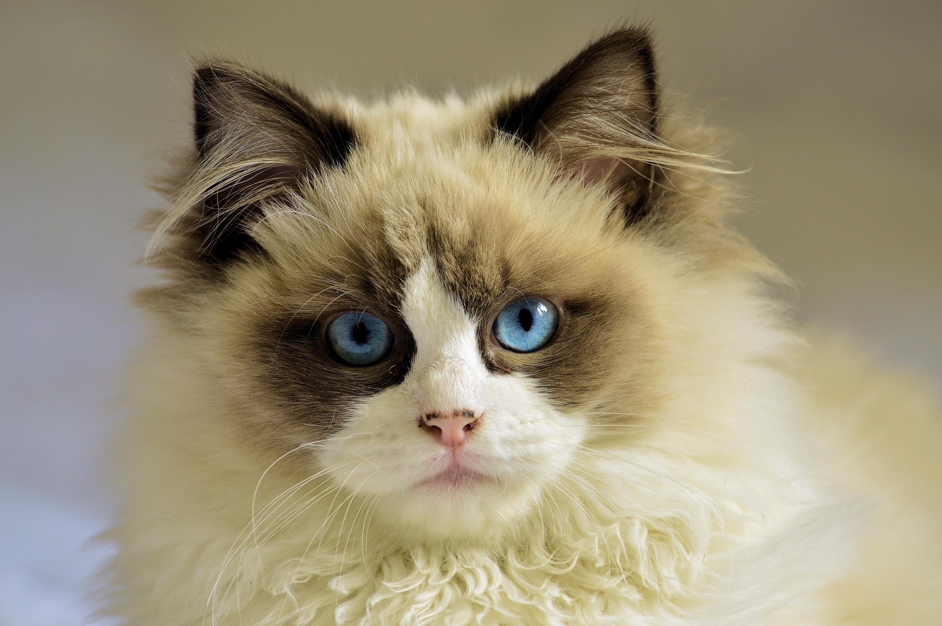 A captivating Bicolor Ragdoll Cat with striking blue eyes and a soft, cream-colored coat with dark markings. Its fluffy fur and gentle expression highlight the breed's signature elegance, making it a perfect feline companion.