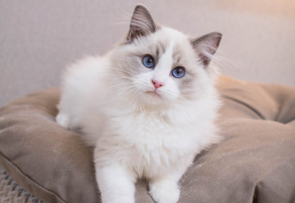 A striking Blue Bicolor Ragdoll cat with vivid blue eyes and a plush, cream-colored coat accented by soft gray markings. Its elegant fur pattern and gentle expression showcase the breed's signature charm, making it a perfect representation of the Blue Bicolor Ragdoll.