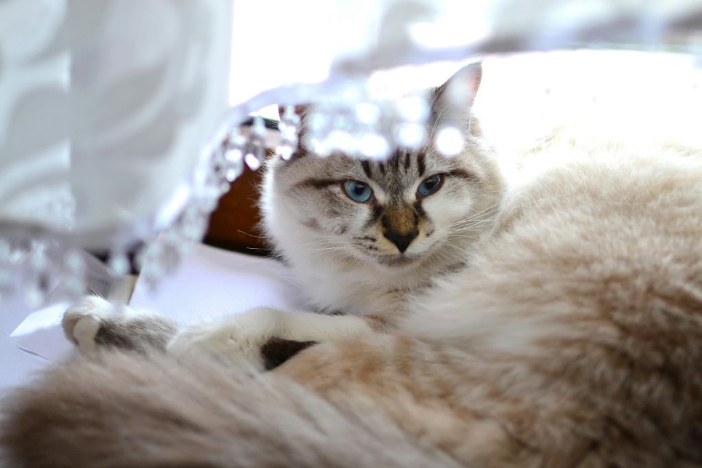 A Chocolate Lynx Ragdoll Cat lounges gracefully, partially veiled by a sheer, crystal-adorned curtain. Its fluffy coat, deep blue eyes, and chocolate lynx markings on the face, ears, and paws exude elegance. The relaxed posture and serene expression highlight the breed’s distinctive charm.