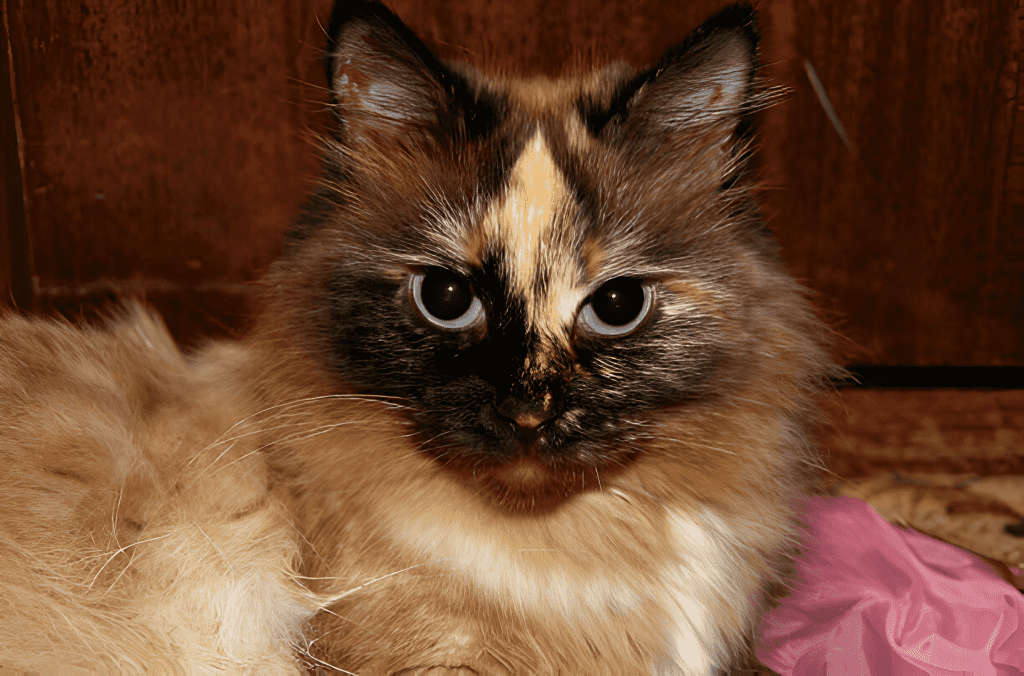 A Chocolate Tortie Ragdoll Cat resting gracefully on soft pink fabric, highlighting its fluffy chocolate-and-cream coat. Its captivating blue eyes and delicate fur pattern showcase the breed’s unique beauty, making it an elegant representation of the Chocolate Tortie Ragdoll.